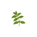 Mint. Spearmint green leafs.